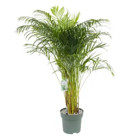 150 - 160cm Dypsis Lutescens 27cm Hydro Pot Office Plants