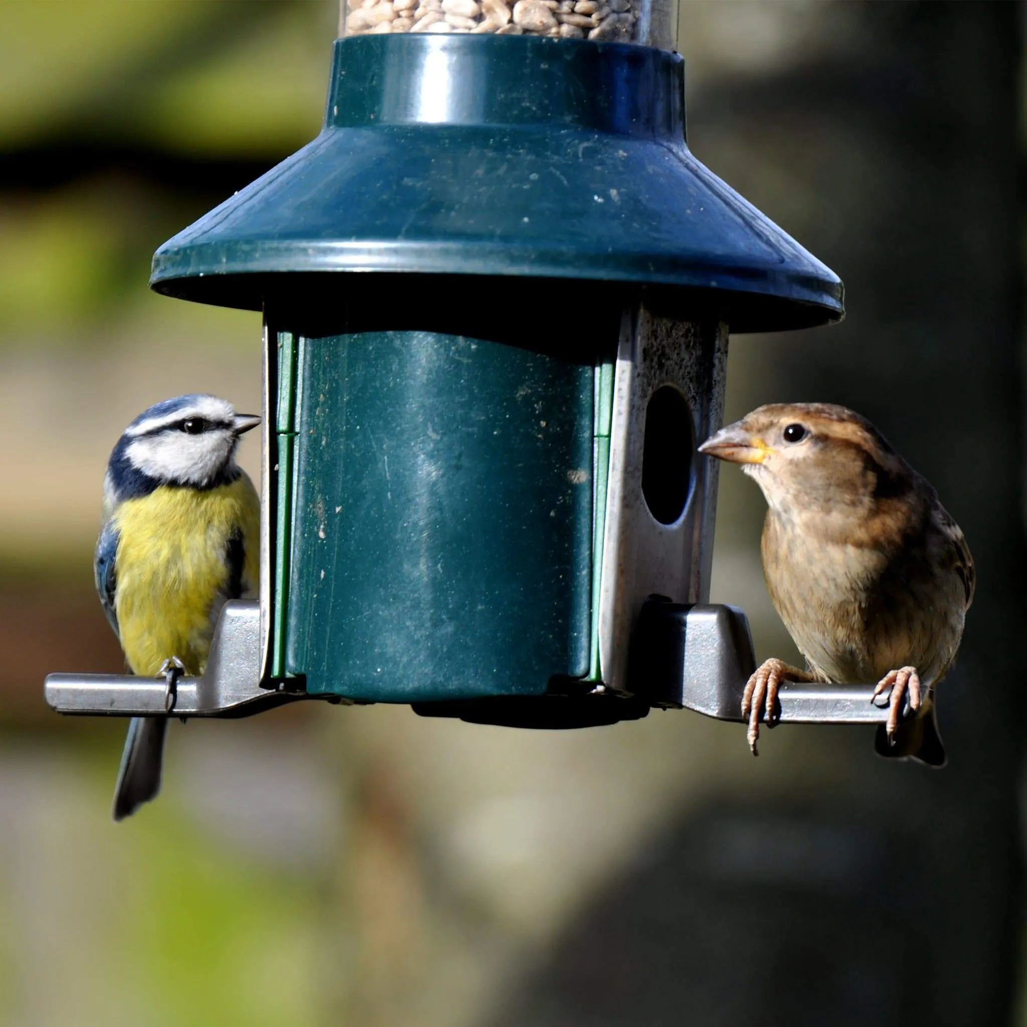 Roamwild PestOff Bird Feeder